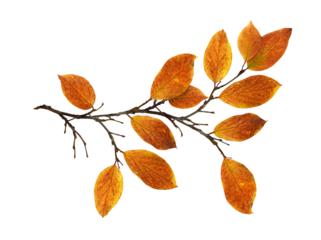 Autumn twig with colorful leaves isolated on white or transparent background