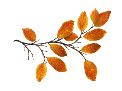 Autumn twig with colorful leaves isolated on white or transparent background