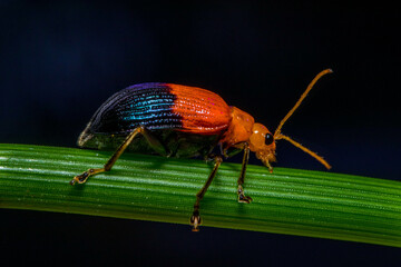 Orange Leaf beetles are the family Chrysomelidae. There are over 35,000 species in more than 2,500 genera, so it is one of the largest and most common of all beetle families