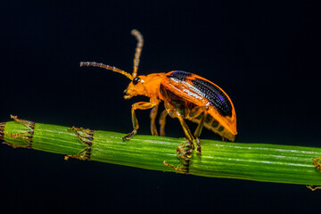 Orange Leaf beetles are the family Chrysomelidae. There are over 35,000 species in more than 2,500 genera, so it is one of the largest and most common of all beetle families