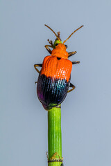 Orange Leaf beetles are the family Chrysomelidae. There are over 35,000 species in more than 2,500...