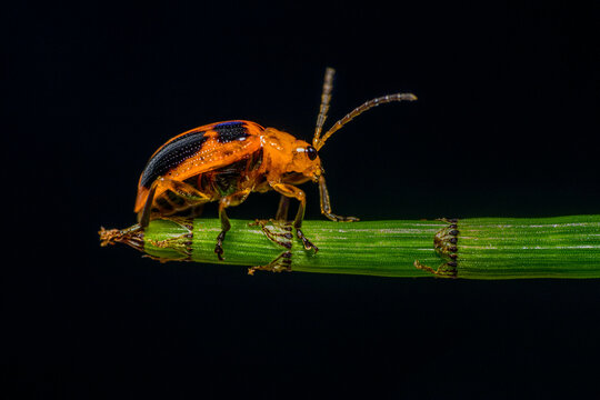 Orange Leaf beetles are the family Chrysomelidae. There are over 35,000 species in more than 2,500 genera, so it is one of the largest and most common of all beetle families