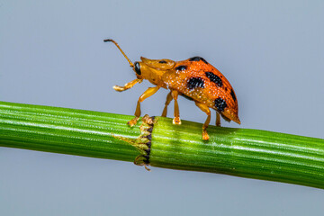 the orange Tortoise leaf Beetle