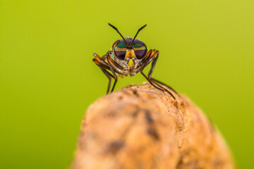 Hermetia illucens, the black soldier fly, is a common and widespread fly of the family Stratiomyidae