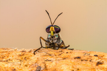 Hermetia illucens, the black soldier fly, is a common and widespread fly of the family Stratiomyidae