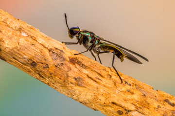Hermetia illucens, the black soldier fly, is a common and widespread fly of the family Stratiomyidae