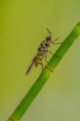 Hermetia illucens, the black soldier fly, is a common and widespread fly of the family Stratiomyidae