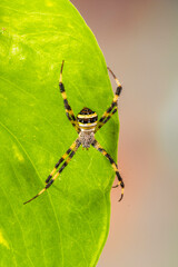 Spiders (order Araneae) are air-breathing arthropods that have eight legs, chelicerae with fangs generally able to inject venom, and spinnerets that extrude silk