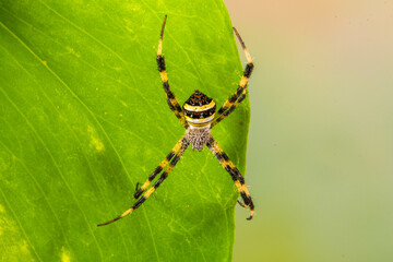 Spiders (order Araneae) are air-breathing arthropods that have eight legs, chelicerae with fangs generally able to inject venom, and spinnerets that extrude silk