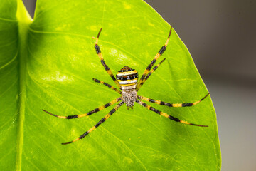 Spiders (order Araneae) are air-breathing arthropods that have eight legs, chelicerae with fangs generally able to inject venom, and spinnerets that extrude silk