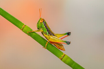 Grasshoppers are insects with long, powerful back legs which they use for jumping. They generally live in dry habitats, such as fields, gardens and meadows