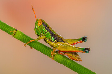 Grasshoppers are insects with long, powerful back legs which they use for jumping. They generally live in dry habitats, such as fields, gardens and meadows