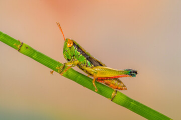 Grasshoppers are insects with long, powerful back legs which they use for jumping. They generally live in dry habitats, such as fields, gardens and meadows