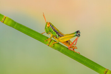 Grasshoppers are insects with long, powerful back legs which they use for jumping. They generally live in dry habitats, such as fields, gardens and meadows