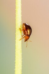 Lady beetles are the Coccinellidae, a family of beetles. All species are protected by noxious fluids based on cyanide, and most have warning colouration, such as red with black spots or black stripes