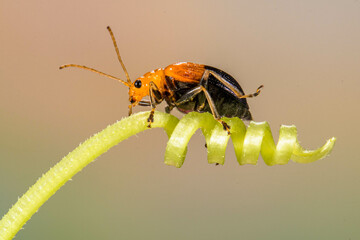Orange Leaf beetles are the family Chrysomelidae. There are over 35,000 species in more than 2,500 genera, so it is one of the largest and most common of all beetle families