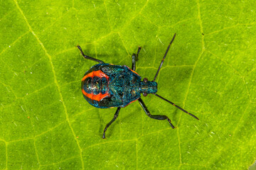 Lady beetles are the Coccinellidae, a family of beetles. All species are protected by noxious fluids based on cyanide, and most have warning colouration, such as red with black spots or black stripes