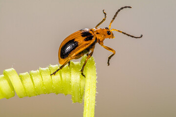 Orange Leaf beetles are the family Chrysomelidae. There are over 35,000 species in more than 2,500 genera, so it is one of the largest and most common of all beetle families