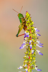 Grasshoppers are insects with long, powerful back legs which they use for jumping. They generally live in dry habitats, such as fields, gardens and meadows