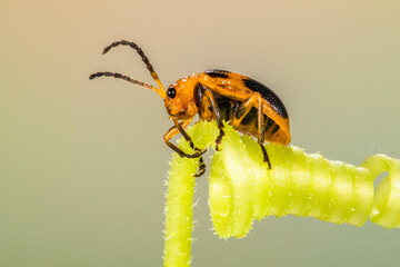 Orange Leaf beetles are the family Chrysomelidae. There are over 35,000 species in more than 2,500 genera, so it is one of the largest and most common of all beetle families
