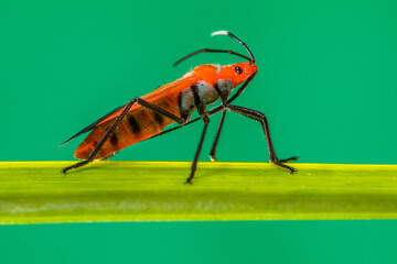 Dysdercus cingulatus is a species of true bug in the family Pyrrhocoridae, commonly known as the red cotton stainer
