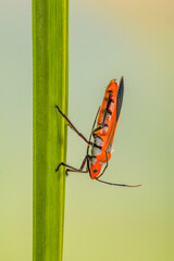 Dysdercus cingulatus is a species of true bug in the family Pyrrhocoridae, commonly known as the red cotton stainer