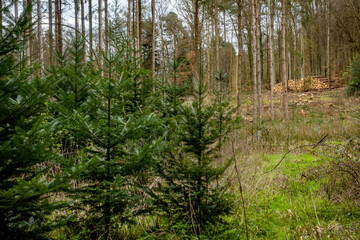 Fototapeta premium Wiederaufforstung nach Kahlschlag im Mischwald