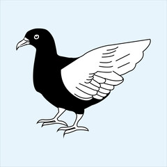  A Beautiful and Eye catching Pigeons Funny Look line art in Black and white
