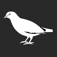  A Beautiful and Eye catching Pigeons Funny Look line art in Black and white