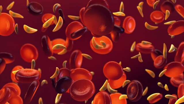 Toxoplasma Gondii tachyzoites in the blood, animation. Toxoplasmosis infection is caused by single cell blood parasite called Toxoplasma Gondii and can cause flu like symptoms	
