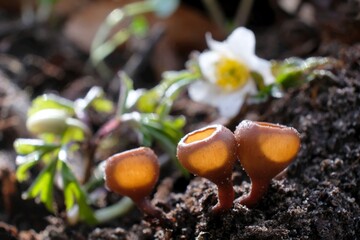 Amazing little mushroom - Dumontinia tuberosa. Parasites on the anemone rhizomes.
