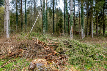 Abholzung im Mischwald im Frühjahr