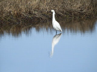 Snowy egret wading in the shallow wetland waters on Assateague Island, Worcester County, Maryland.