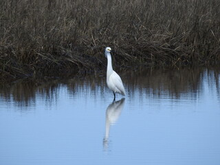Snowy egret wading in the shallow wetland waters on Assateague Island, Worcester County, Maryland.