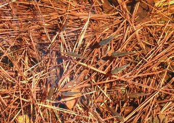 Minnows swimming in the shallow waters of a shallow, freshwater pond on Assateague Island, Worcester County, Maryland. 