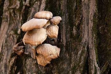 fungus on a tree