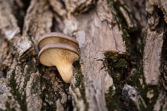 Twin Tree Fungus On Tree Trunk