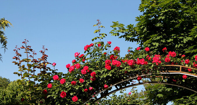 Red roses in the autumn garden.Background image