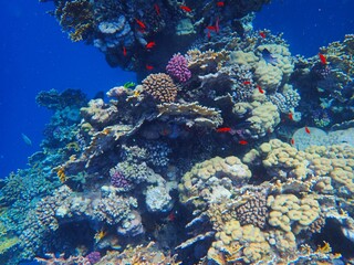 Naklejka na ściany i meble Tropical fish and coral reef near Jaz Maraya, Coraya bay, Marsa Alam, Egypt