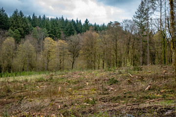 Fototapeta na wymiar Abholzung im Mischwald im Frühjahr