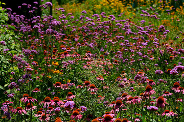Pink rudbeckia flowers in the summer garden. Close-up