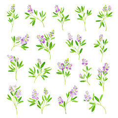 Fototapeta na wymiar Alfalfa or Lucerne Healing Flower with Elongated Leaves and Clusters of Small Purple Flowers Big Vector Set