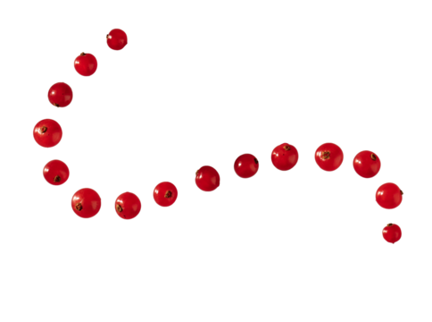 Red currants ribes png isolated on transparent background arranged in a line forming a curve line of currant fruit