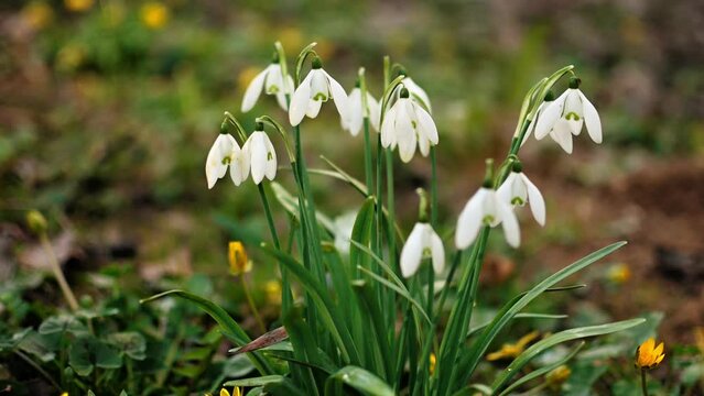 fleurs perce neige au printemps qui bouge avec le vent