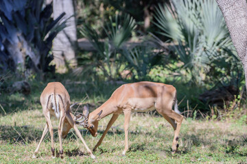 African impalas near Kruger National Park.
