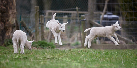 Jumping white lambs in meadow in Springtime