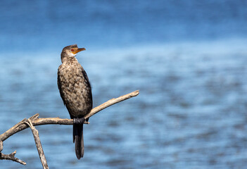 cormorant bird on a branch
