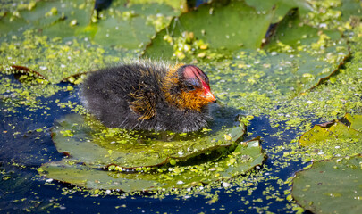 red-knobbed coot chick swimming - obrazy, fototapety, plakaty