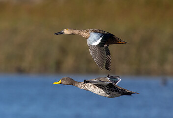 two ducks flying - cape shoveler and yellow-billed duck