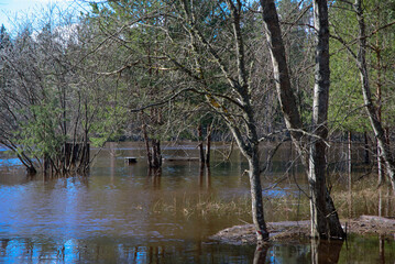 .a flooded river with trees where a bench in the water can be seen in the distance on a sunny spring day